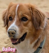 BAILEY, Hund, Herdenschutzhund - Mix in Hamm