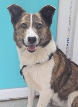 MIKKEL, Hund, Mischlingshund in Rumänien