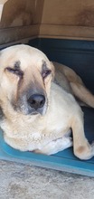 FILIPPO, Hund, Mischlingshund in Hamburg