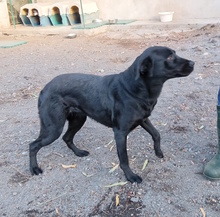 PUPA, Hund, Labrador-Mix in Hamburg