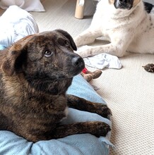 TINA, Hund, Mischlingshund in Hohenschäftlarn