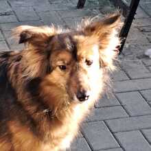 NALA, Hund, Mischlingshund in Katzwinkel