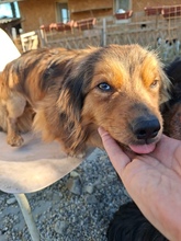 TITAN, Hund, Mischlingshund in Brunnthal
