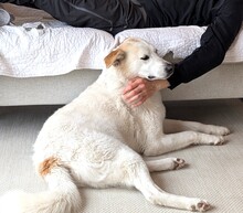 JESSI, Hund, Mischlingshund in Hohenschäftlarn