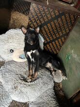 KAYA, Hund, Mischlingshund in Bulgarien