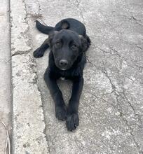 NAYA, Hund, Mischlingshund in Bulgarien