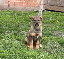 TINA, Hund, Mischlingshund in Bulgarien