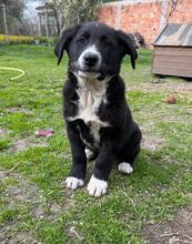 TIMBO, Hund, Mischlingshund in Belgien