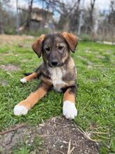 TILLY, Hund, Mischlingshund in Bulgarien