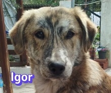 IGOR, Hund, Mischlingshund in Griechenland