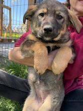 TILDA, Hund, Mischlingshund in Bulgarien