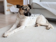 STESCHA, Hund, Mischlingshund in Hohenschäftlarn