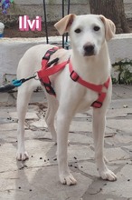 ILVI, Hund, Mischlingshund in Griechenland