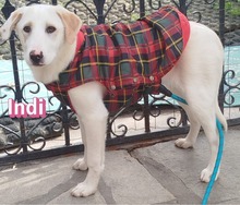 INDI, Hund, Mischlingshund in Griechenland