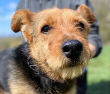 MILLI, Hund, Mischlingshund in Slowakische Republik