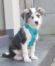 EDEN, Hund, Mischlingshund in Rumänien