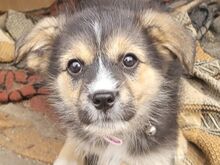 ENJA, Hund, Mischlingshund in Rumänien