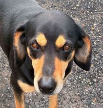 PEPI, Hund, Mischlingshund in Slowakische Republik