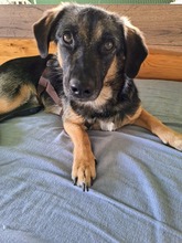 PEPSI, Hund, Mischlingshund in Wehretal