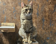 ROBIN, Katze, Europäisch Kurzhaar in München