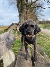 ROZI, Hund, Mischlingshund in Iffeldorf