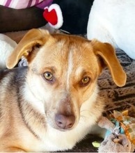 SHAKIRA, Hund, Mischlingshund in Klütz