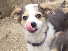 ELLY, Hund, Mischlingshund in Rumänien