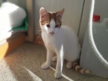 SLUSH, Katze, Europäisch Kurzhaar in Schwabhausen