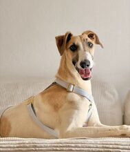 SIGGI, Hund, Windhund in München