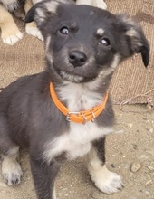 ELMA, Hund, Mischlingshund in Rumänien