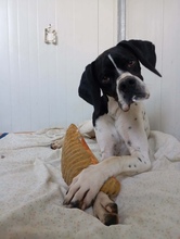 TOBY, Hund, Mischlingshund in Griechenland