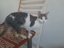 YARA, Katze, Europäisch Kurzhaar in Griechenland