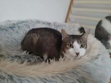 YOKO, Katze, Europäisch Kurzhaar in Griechenland