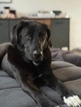 HUGO, Hund, Mischlingshund in Mülheim