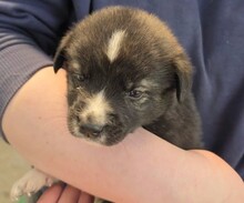 FINE, Hund, Mischlingshund in Rumänien