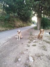 SHARI, Hund, Mischlingshund in Griechenland