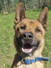 CARLO, Hund, Akita Inu-Malinois-Mix in Hamburg