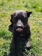 25L, Hund, Mischlingshund in Slowakische Republik