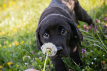 CHIPNR256531, Hund, Mischlingshund in Kroatien