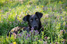 CHIPNR258412, Hund, Mischlingshund in Kroatien