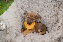 CHIPNR271439, Hund, Mischlingshund in Kroatien