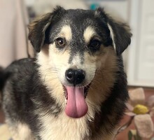 MAGNOLIA, Hund, Mischlingshund in Griechenland