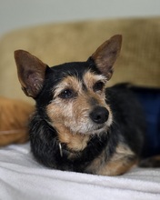 DIEGO, Hund, Terrier-Mix in Hamburg