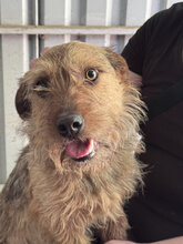 PAROS, Hund, Mischlingshund in Ungarn