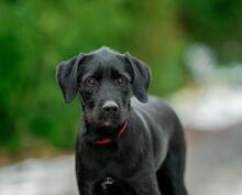 PALFY, Hund, Mischlingshund in Berlin