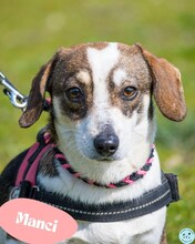 MANCI, Hund, Terrier-Mix in Ungarn