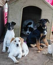 NORA, Hund, Mischlingshund in Griechenland