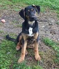 KELLY, Hund, Mischlingshund in Griechenland