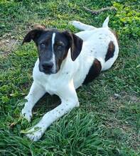 FRIXOS, Hund, Mischlingshund in Griechenland