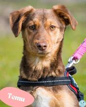 TEMU, Hund, Terrier Mischling in Ungarn